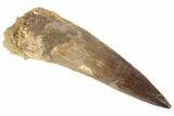 Large, Spinosaurus Tooth - Real Dinosaur Tooth #194300-1